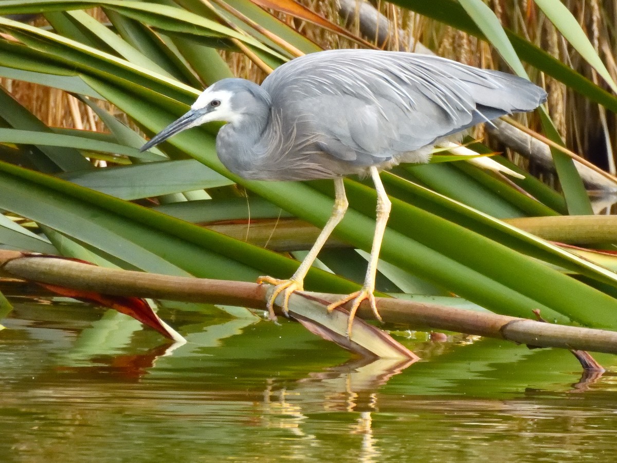White-faced Heron - ML516216791