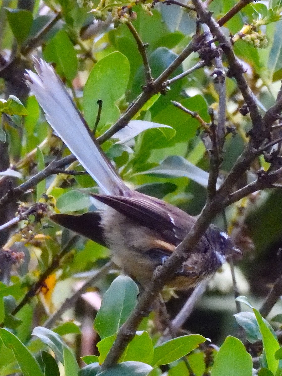 New Zealand Fantail - ML516217101