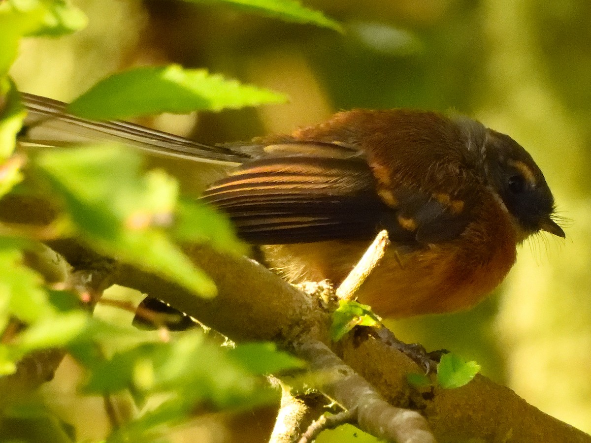 New Zealand Fantail - ML516217111