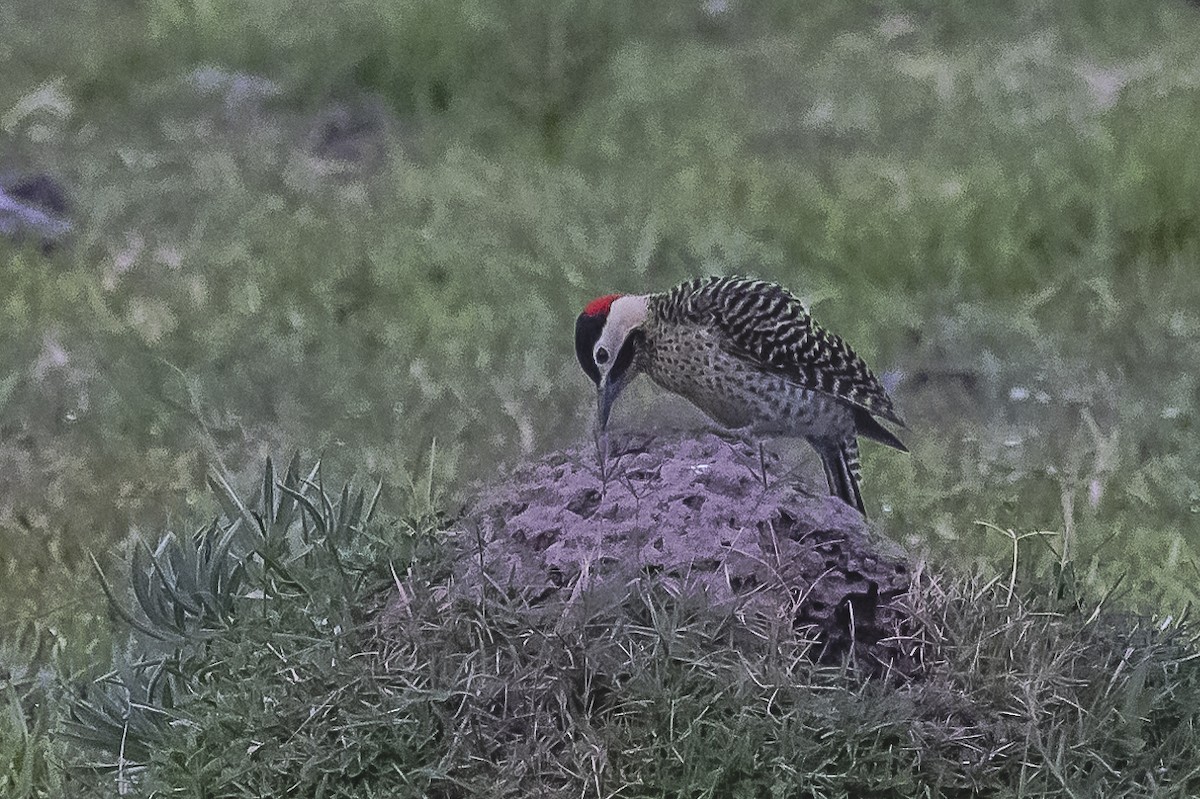 Green-barred Woodpecker - Amed Hernández