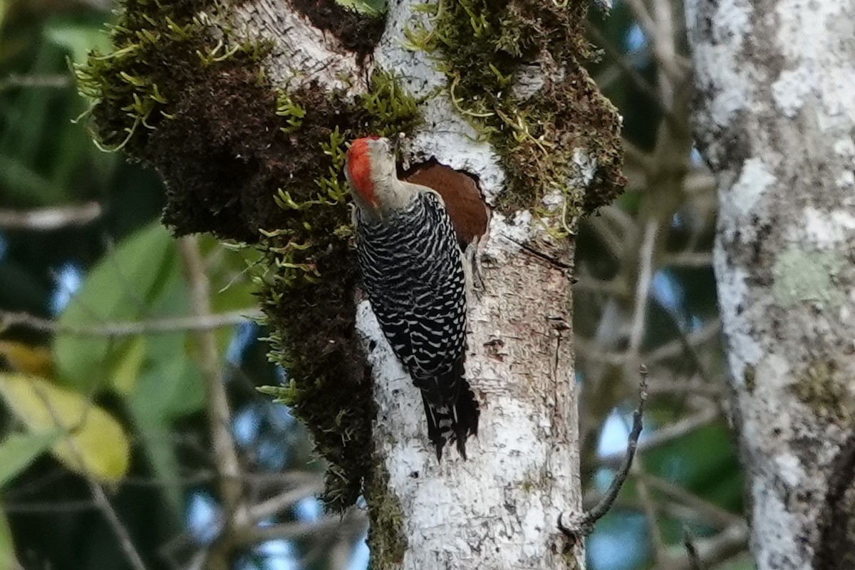 Red-crowned Woodpecker - Jana Lagan
