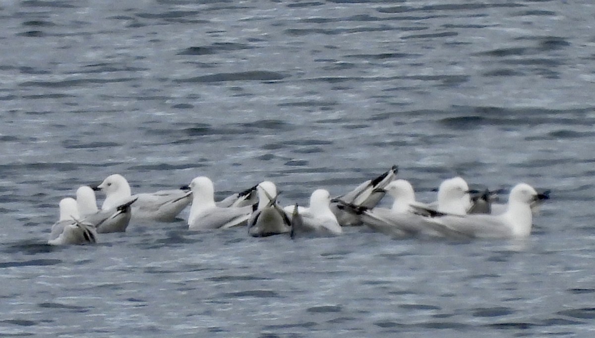 Black-billed Gull - ML516219591
