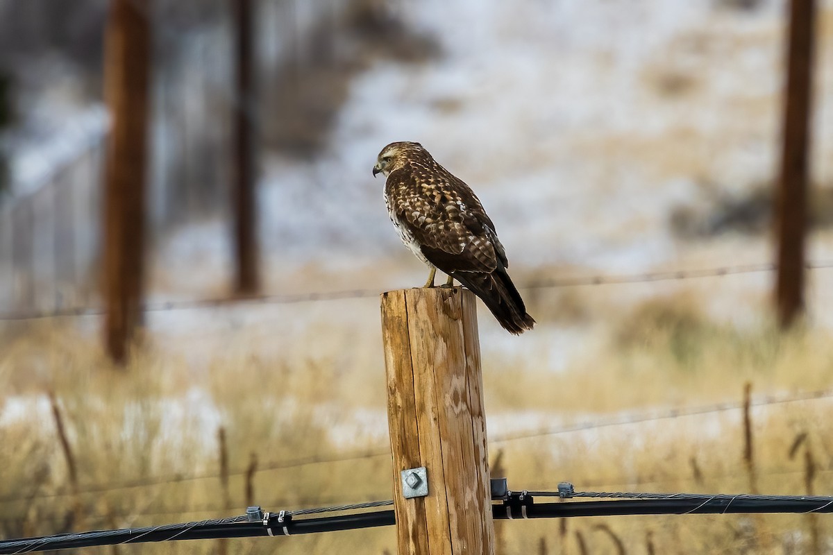 Red-tailed Hawk - ML516219661