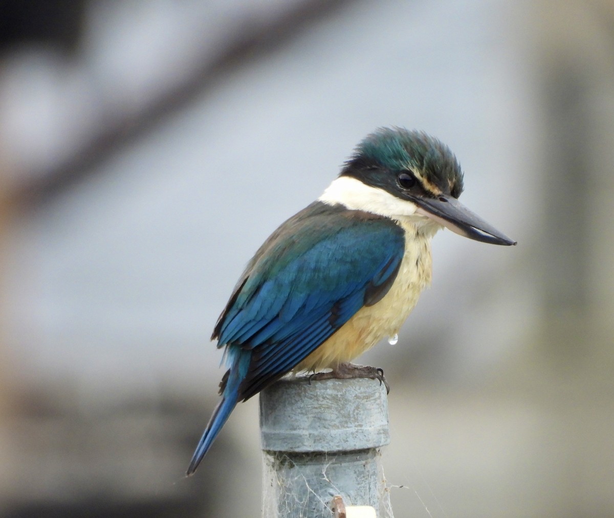 Sacred Kingfisher - ML516219741