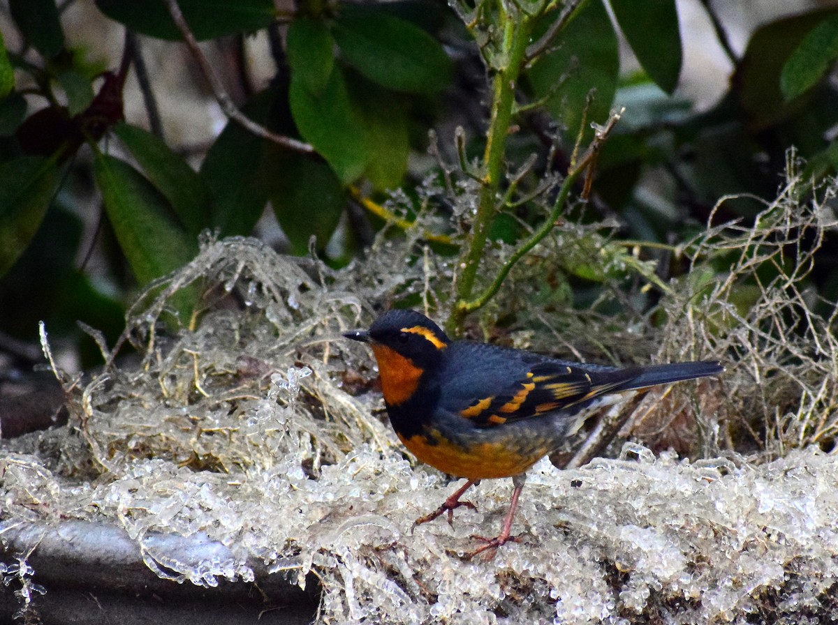 Varied Thrush - ML516220361