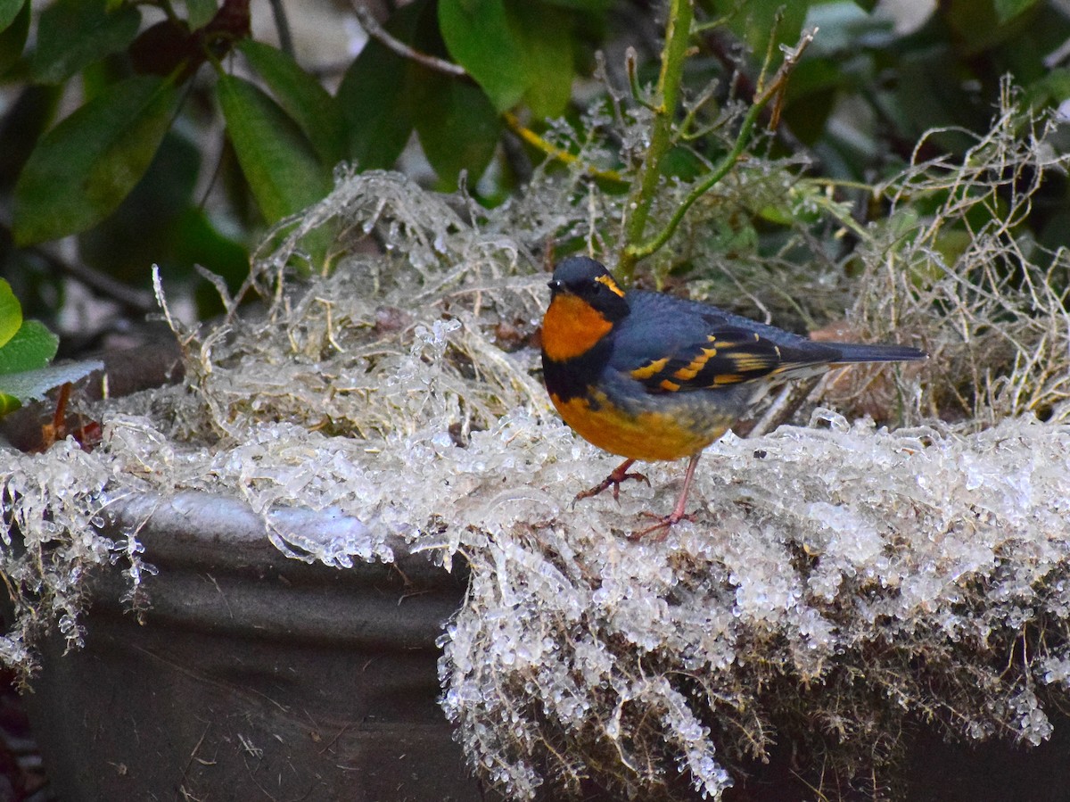 Varied Thrush - ML516220371