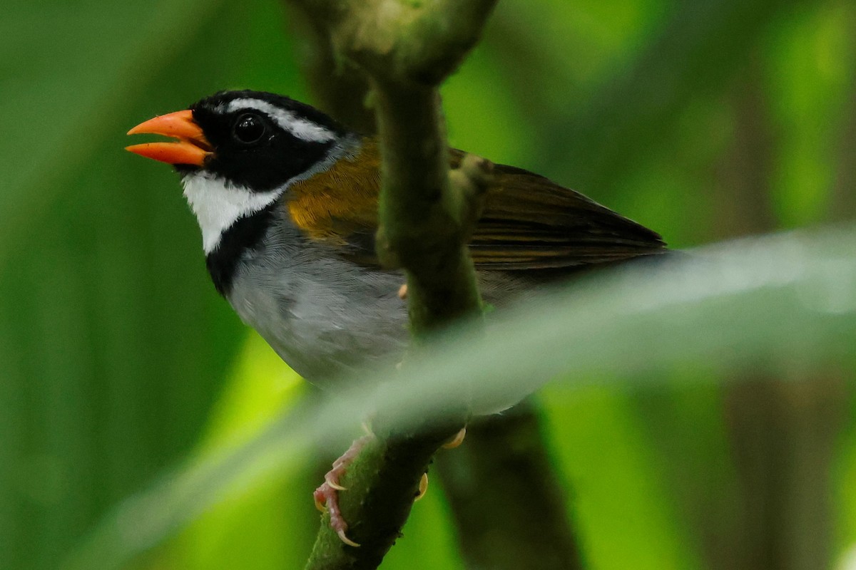 Orange-billed Sparrow (aurantiirostris Group) - John Mills
