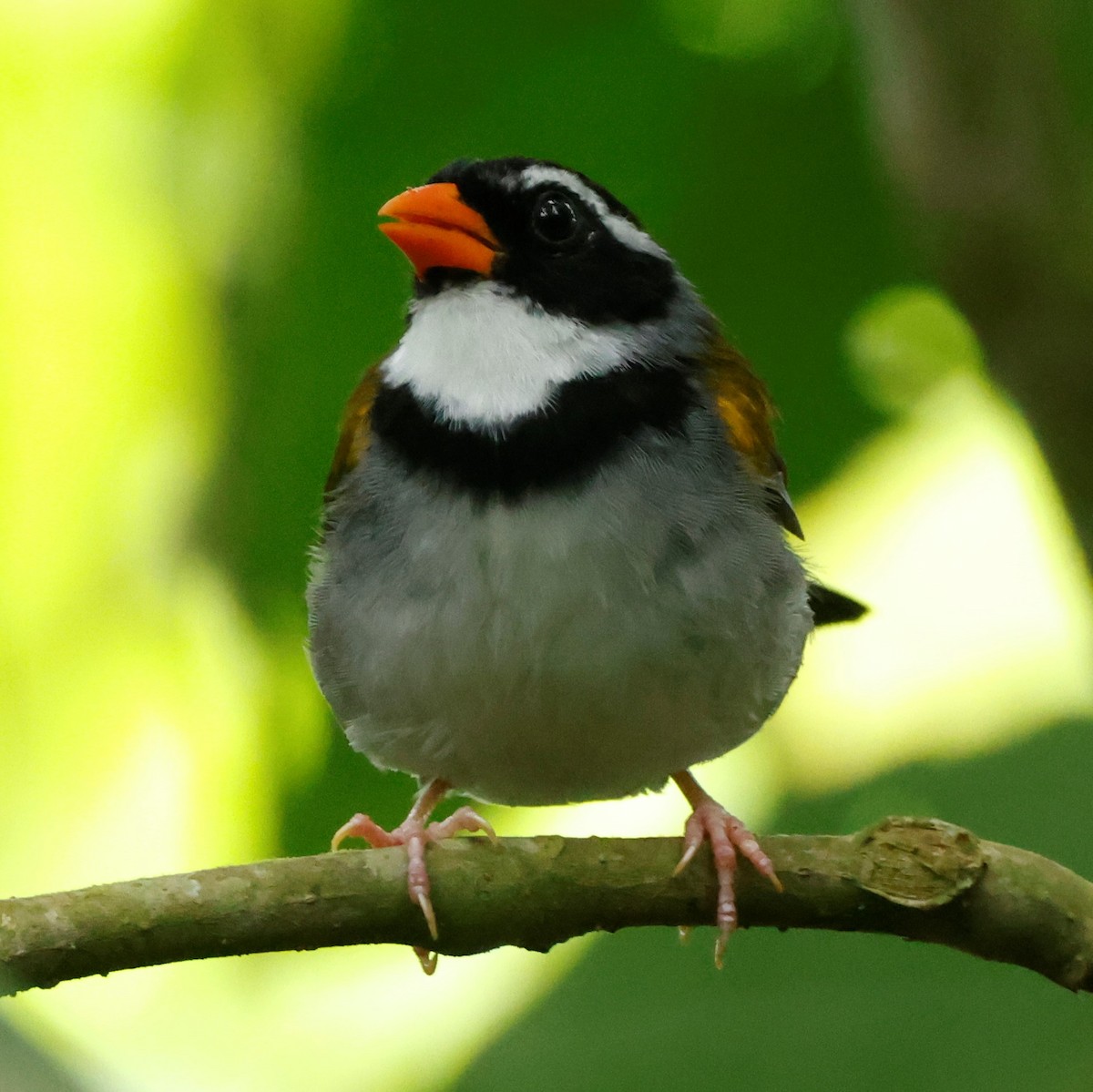 Orange-billed Sparrow (aurantiirostris Group) - John Mills