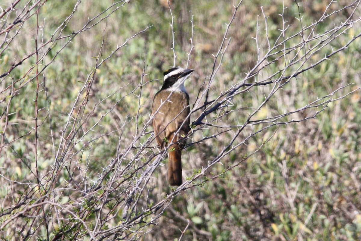 Great Kiskadee - ML516221871