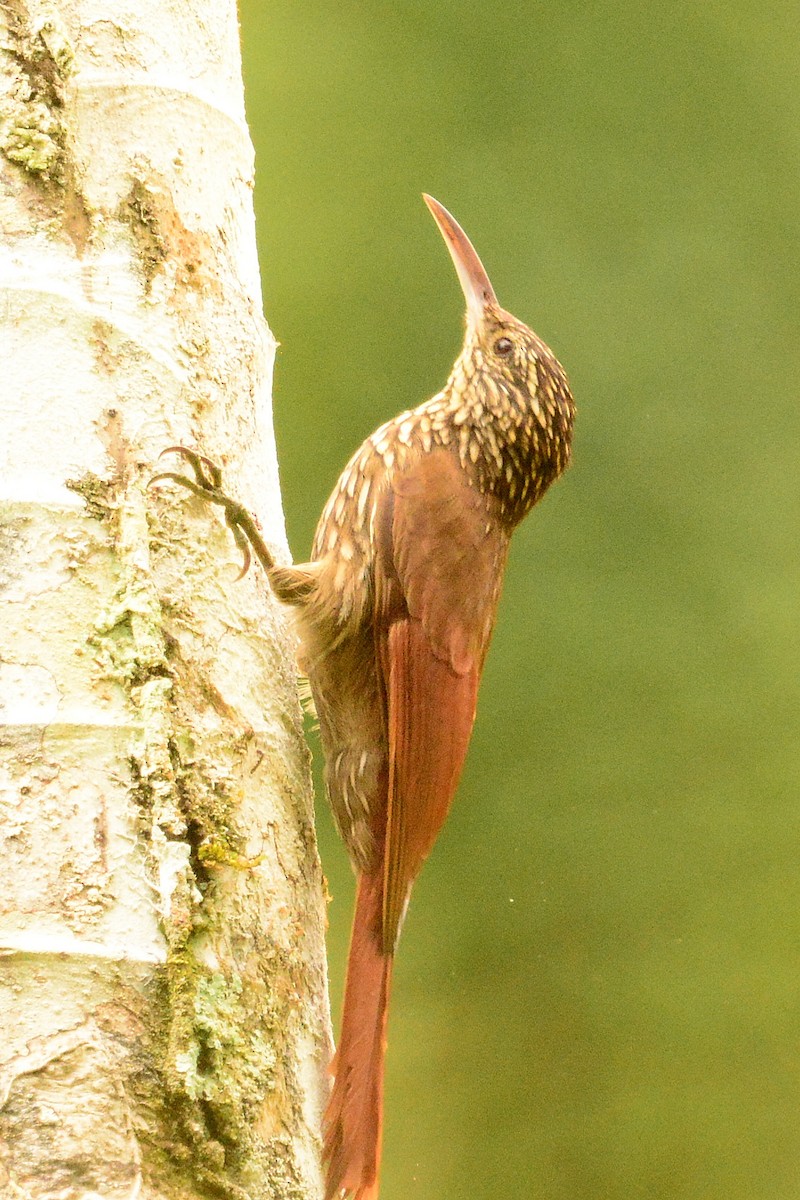 Streak-headed Woodcreeper - ML516223021