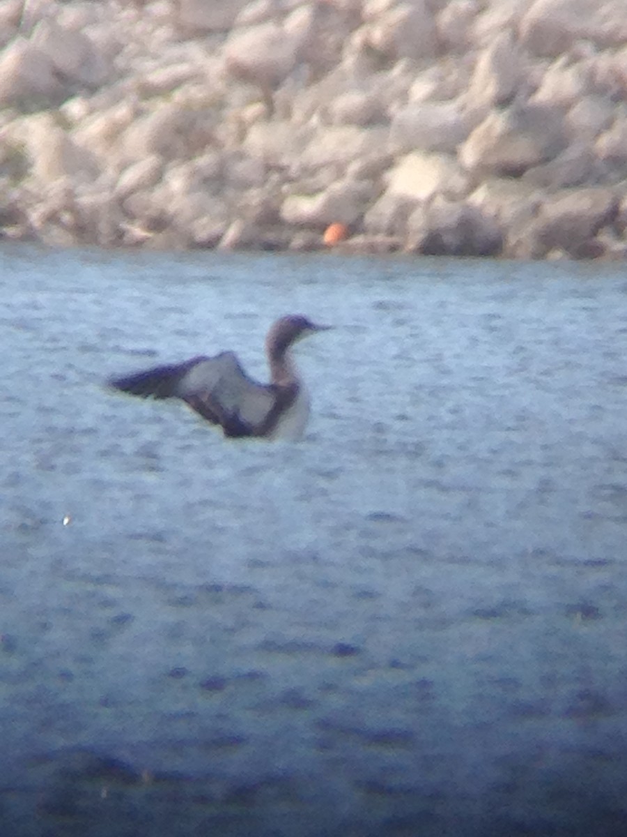 Pacific Loon - ML516223421