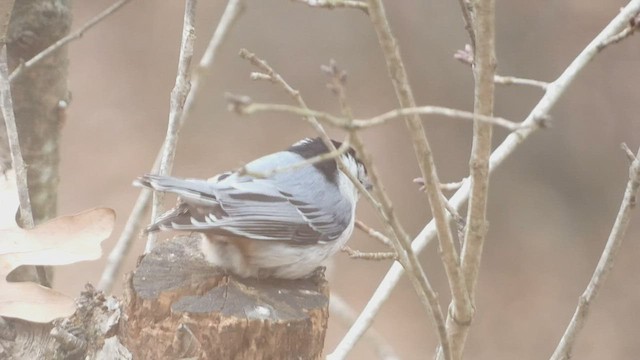 White-breasted Nuthatch - ML516223601