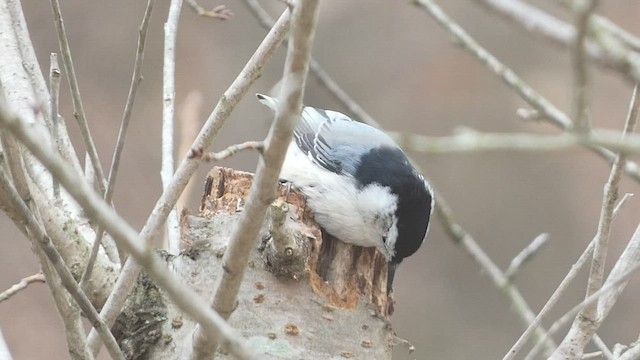 White-breasted Nuthatch - ML516223611