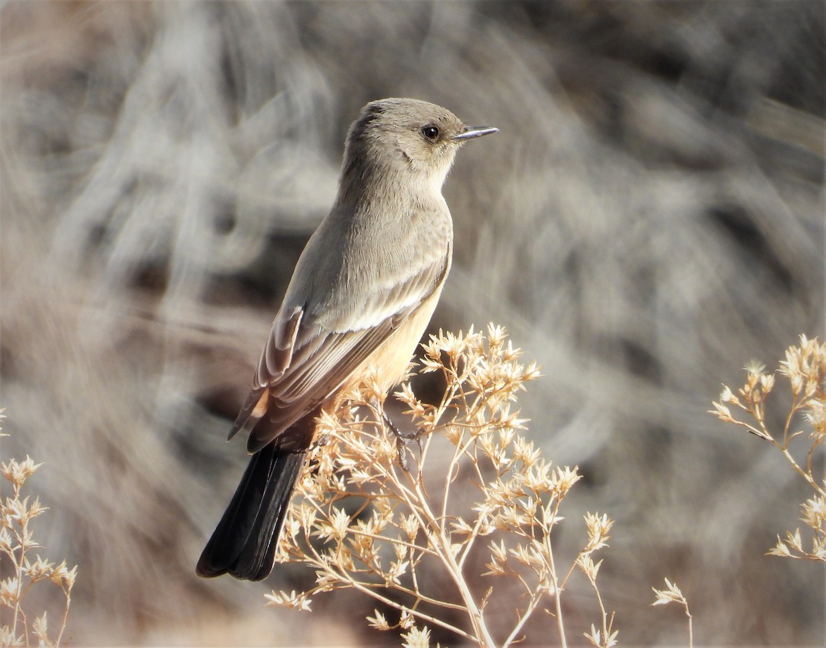 Say's Phoebe - ML516223981