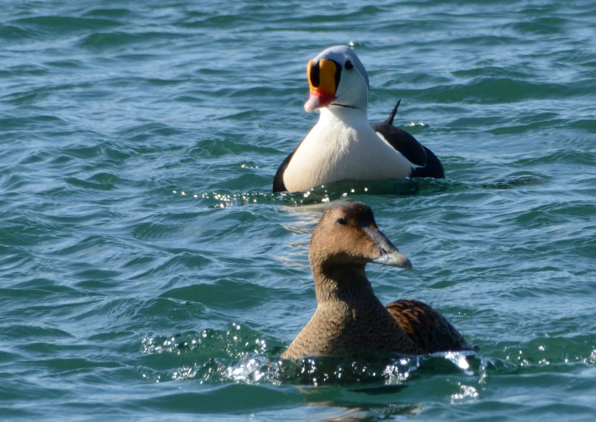 Eider à tête grise - ML51622531