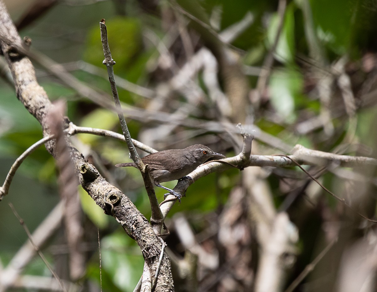 Gray Wren - ML516226551