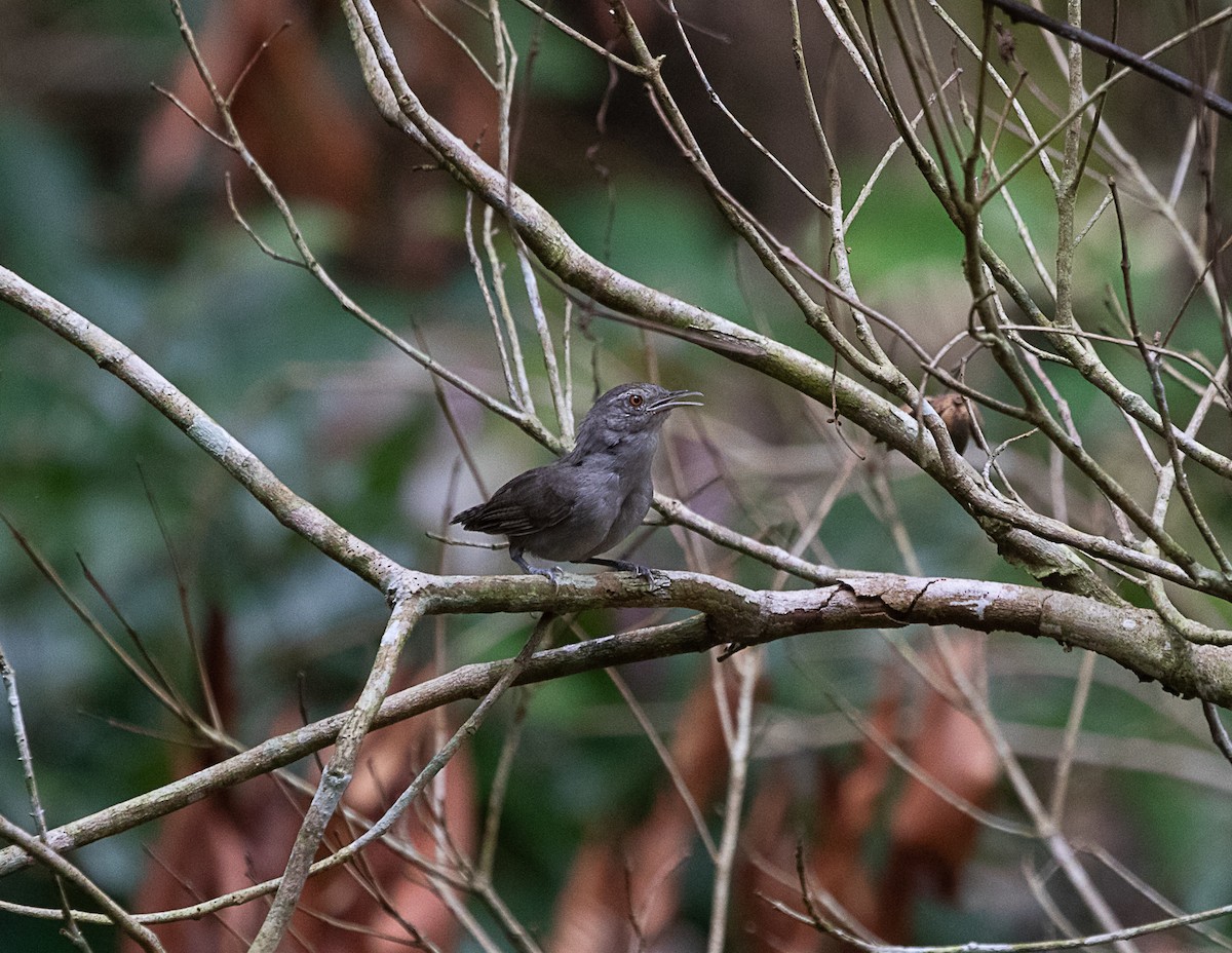 Gray Wren - ML516226561