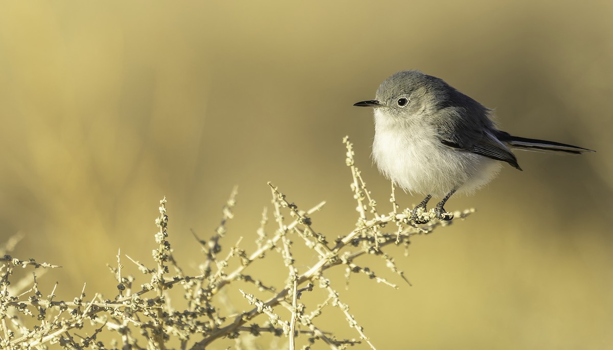 Blue-gray Gnatcatcher - ML516226651