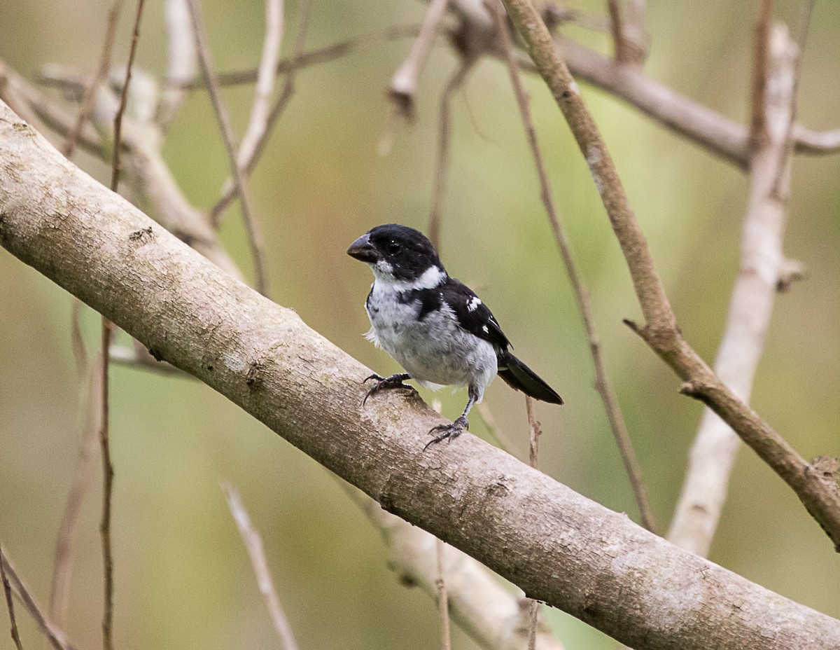 Wing-barred Seedeater (Caqueta) - ML516228241