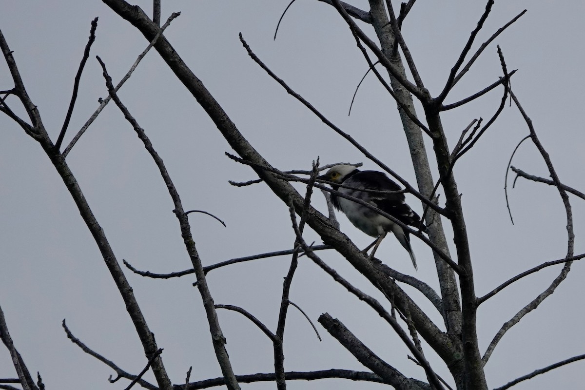 Black-collared Starling - ML516228661