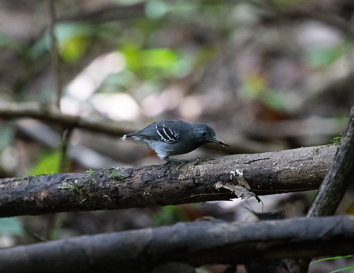 Band-tailed Antbird - Silvia Faustino Linhares