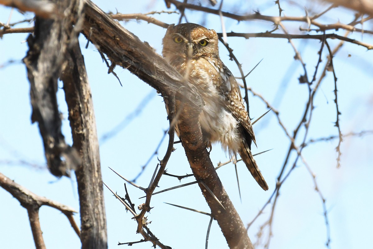 Pearl-spotted Owlet - ML516229291