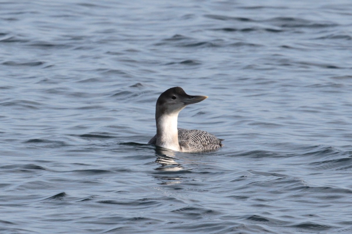 Yellow-billed Loon - ML516230821