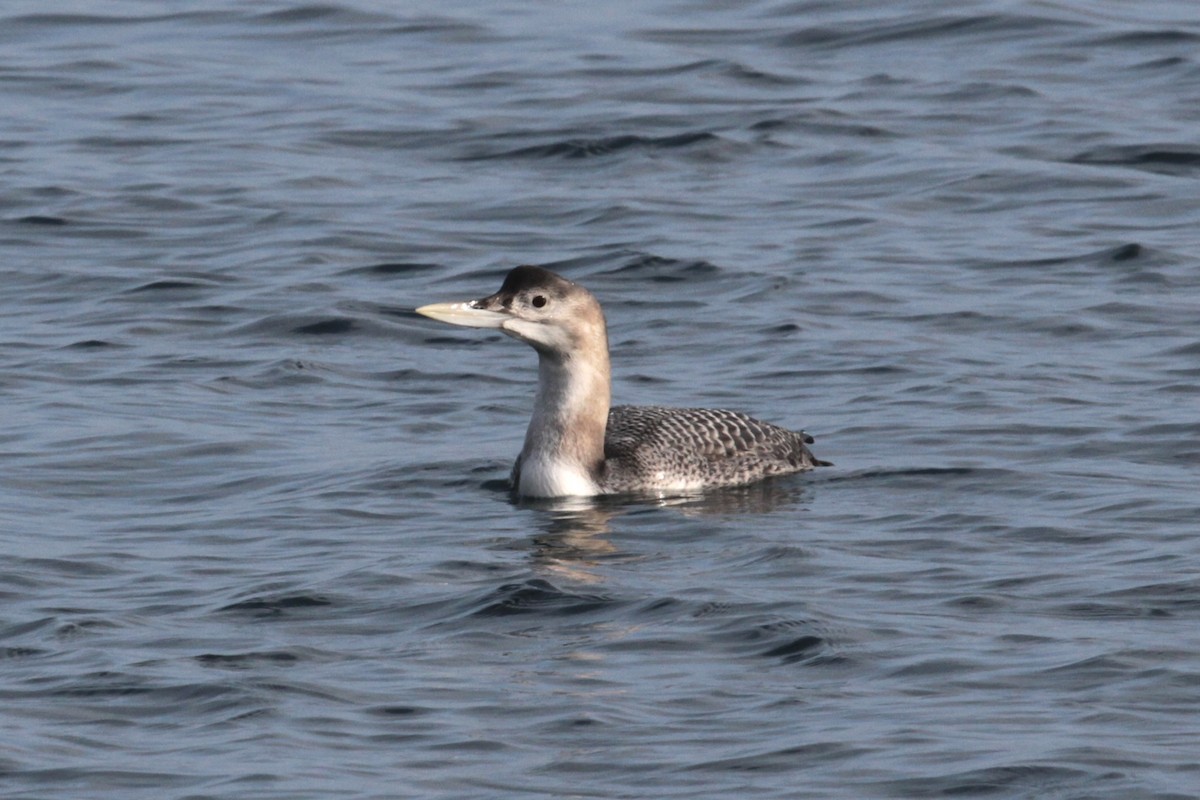 Yellow-billed Loon - ML516230841