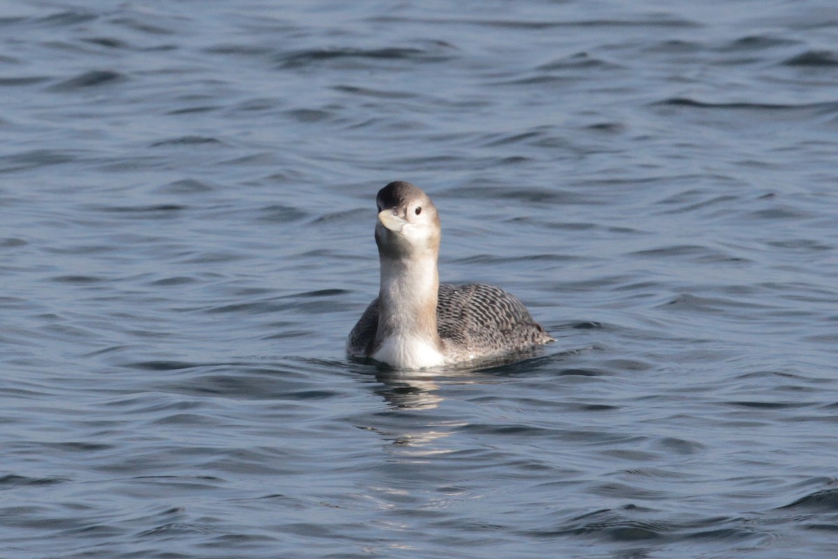 Yellow-billed Loon - ML516230871