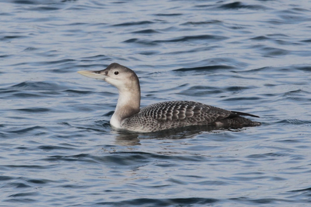 Yellow-billed Loon - ML516230881