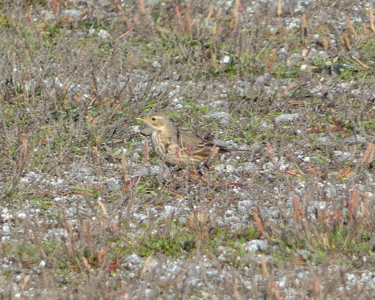 American Pipit - ML516232911