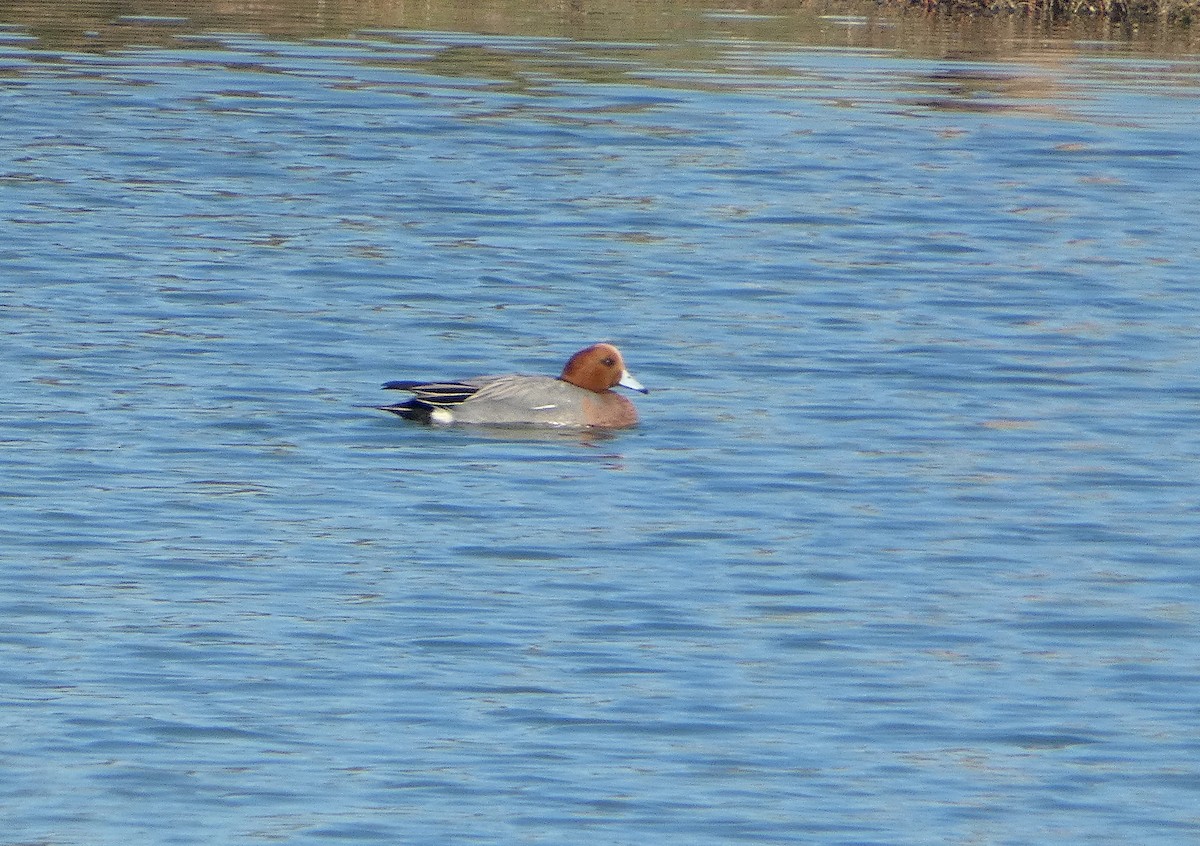 Eurasian Wigeon - ML516233301