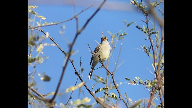 Gray Flycatcher - ML516233331