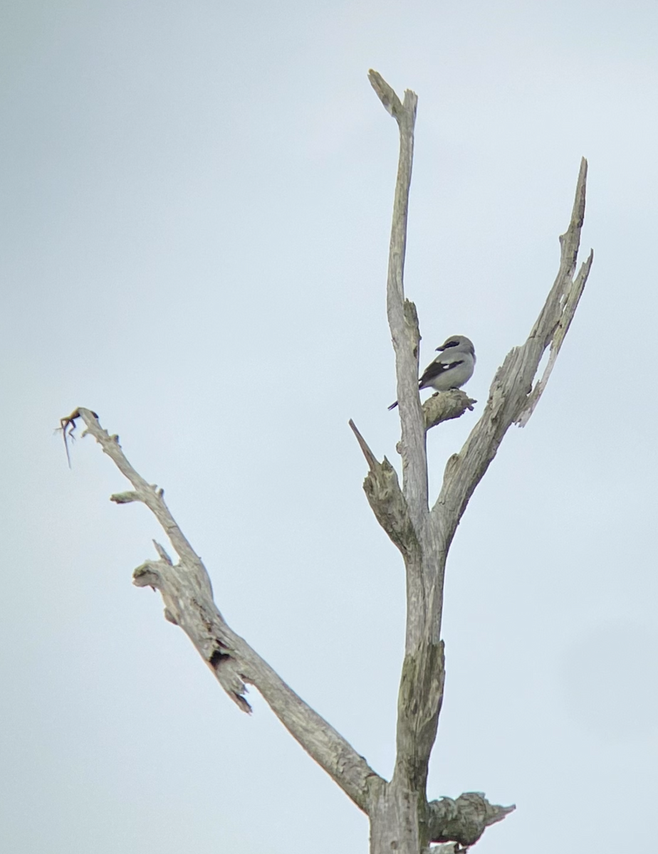 Loggerhead Shrike - ML516235271