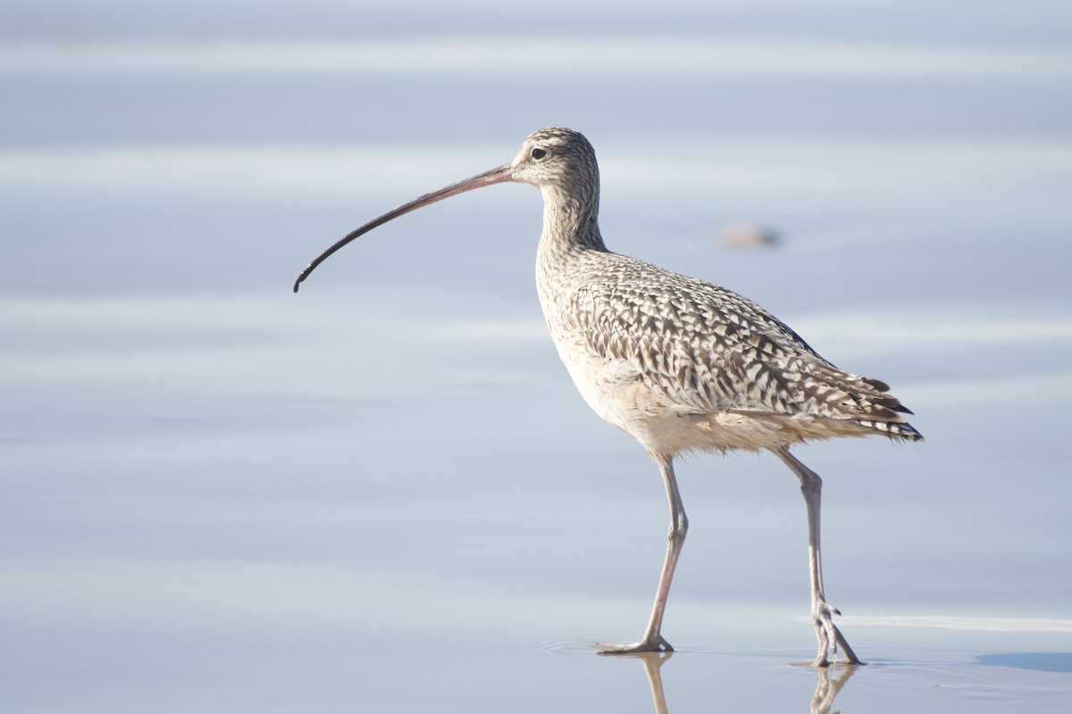 Long-billed Curlew - ML516236401