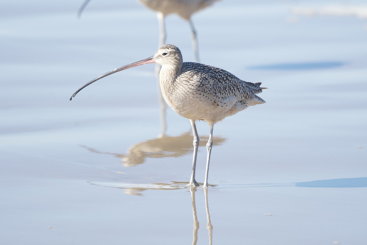 Long-billed Curlew - ML516236411