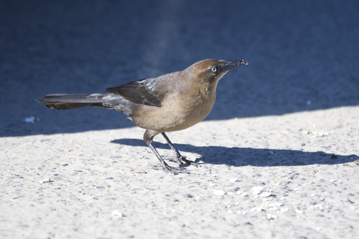 Great-tailed Grackle - ML516237101