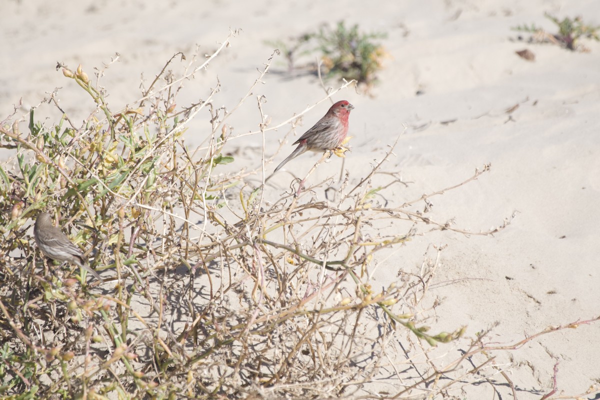 House Finch - ML516237111