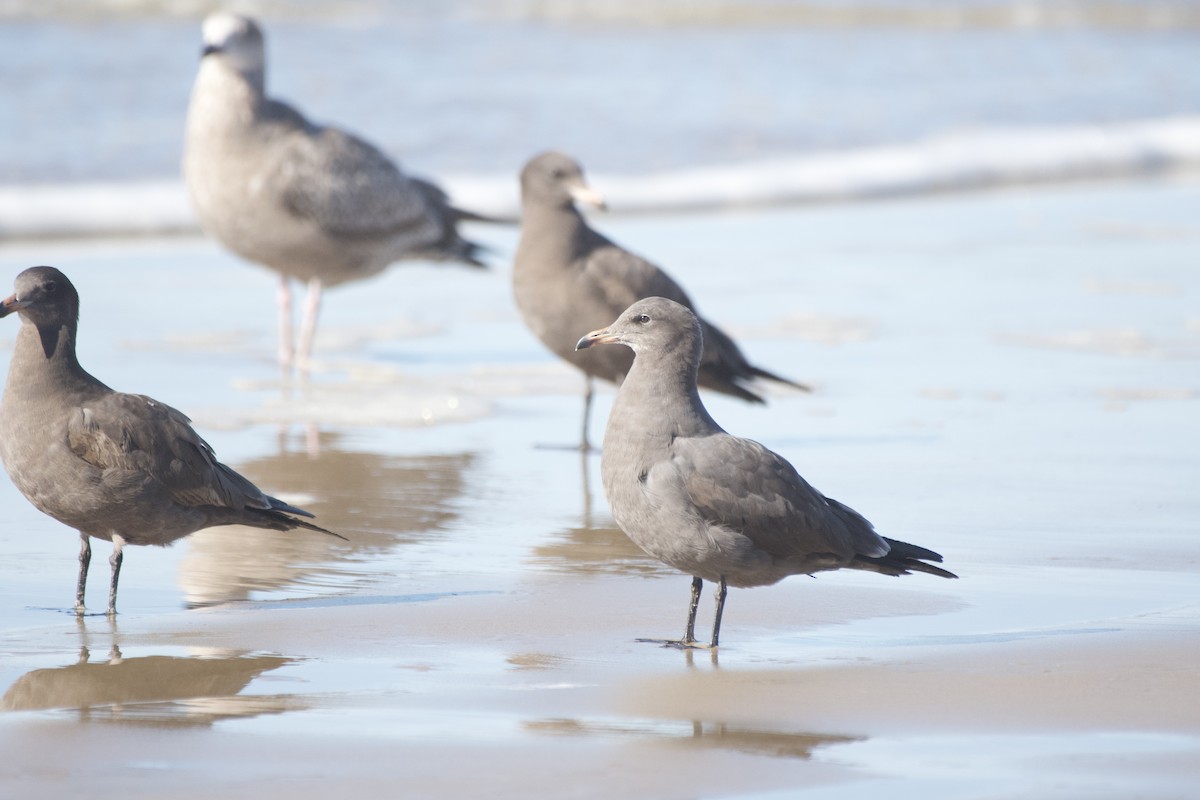 Heermann's Gull - Bhupinderjit  Kaur Waraich