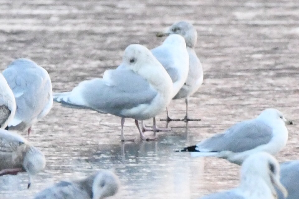 Iceland Gull (kumlieni) - ML516237471