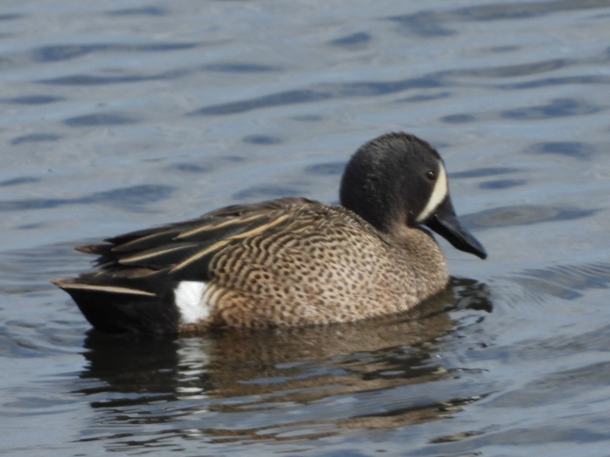 Blue-winged Teal - ML516238471