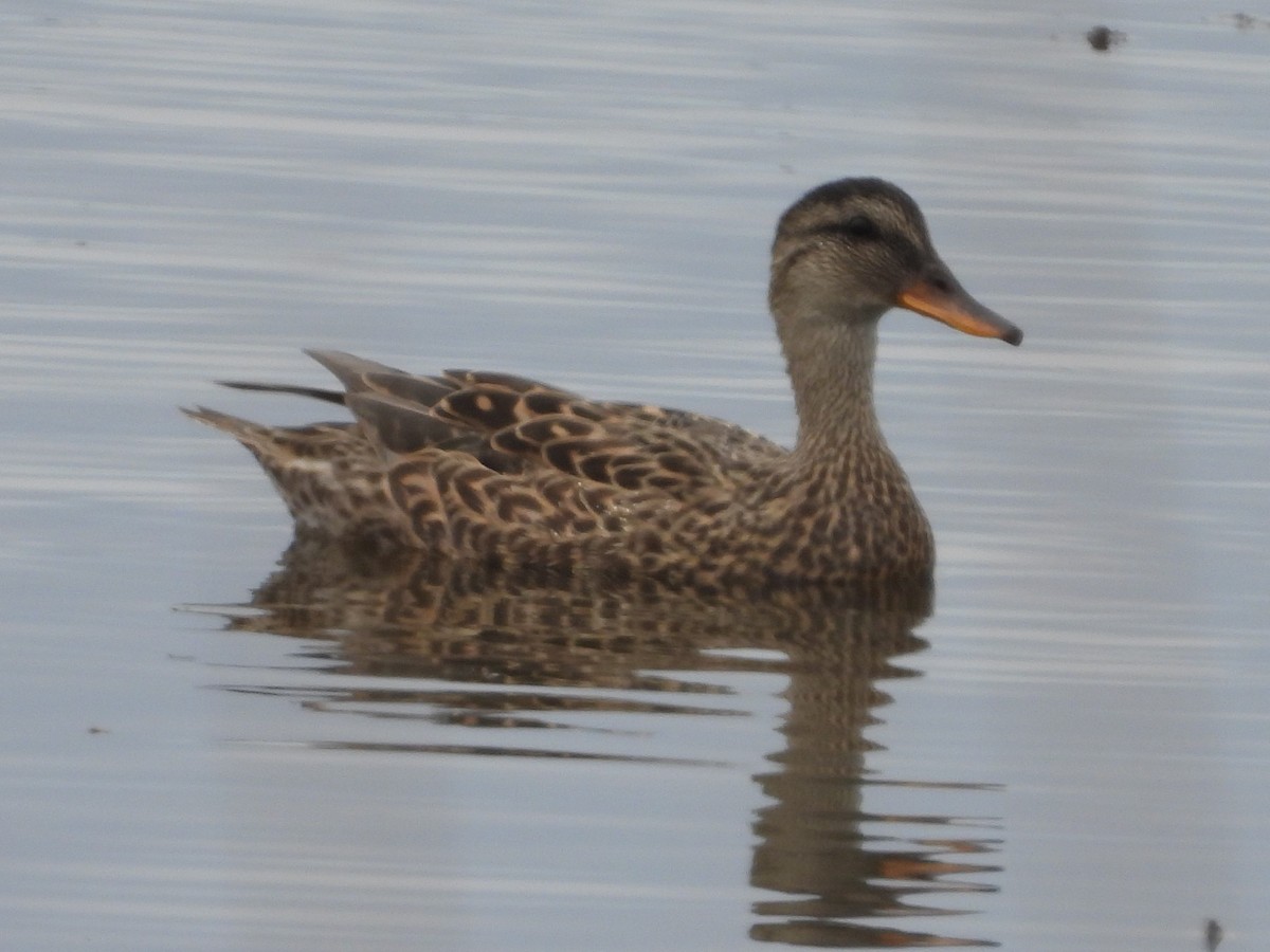 Gadwall - ML516238521