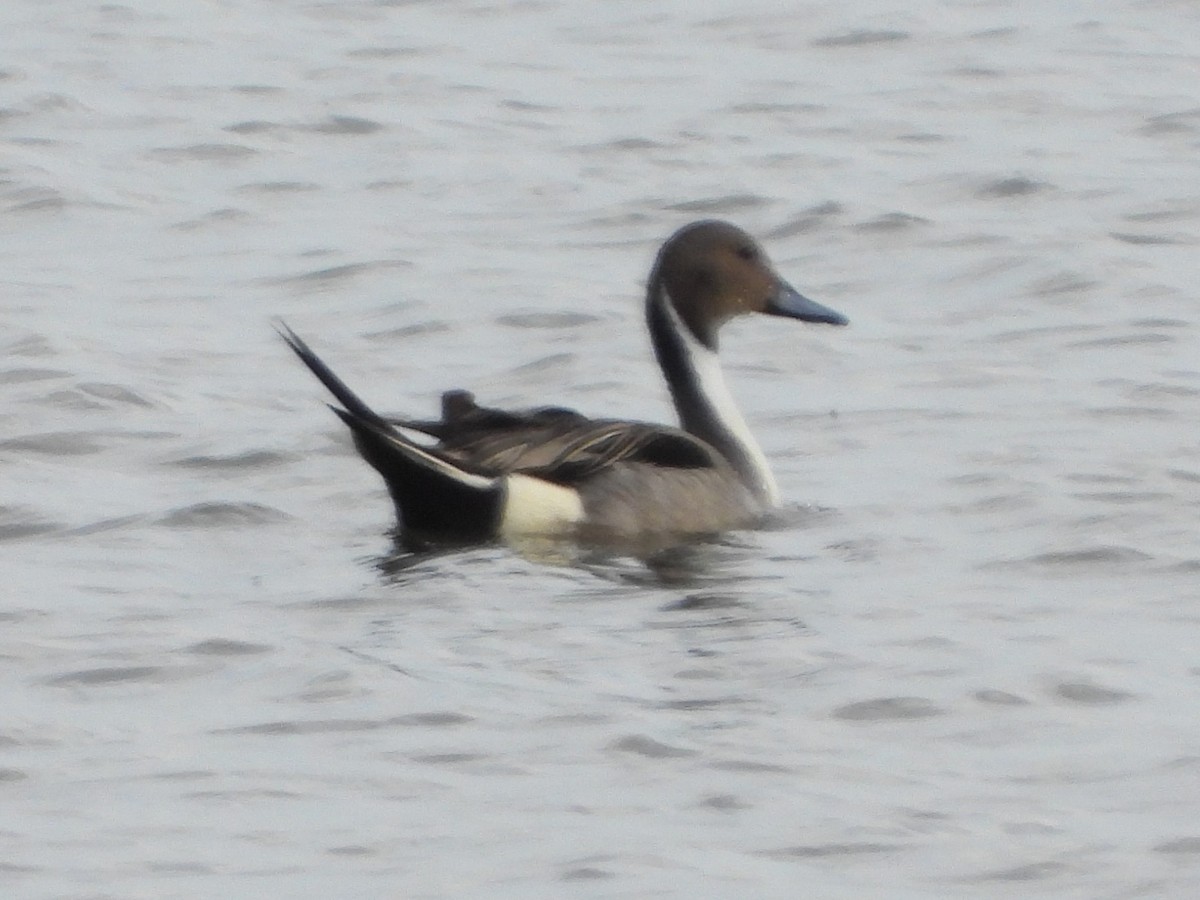 Northern Pintail - ML516238601
