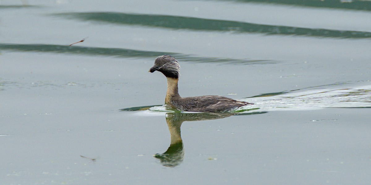 Hoary-headed Grebe - Christopher Tuffley