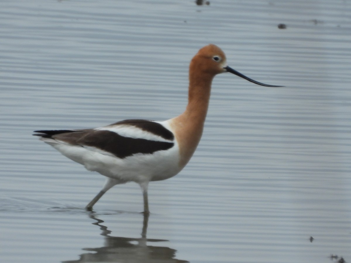 American Avocet - ML516239261