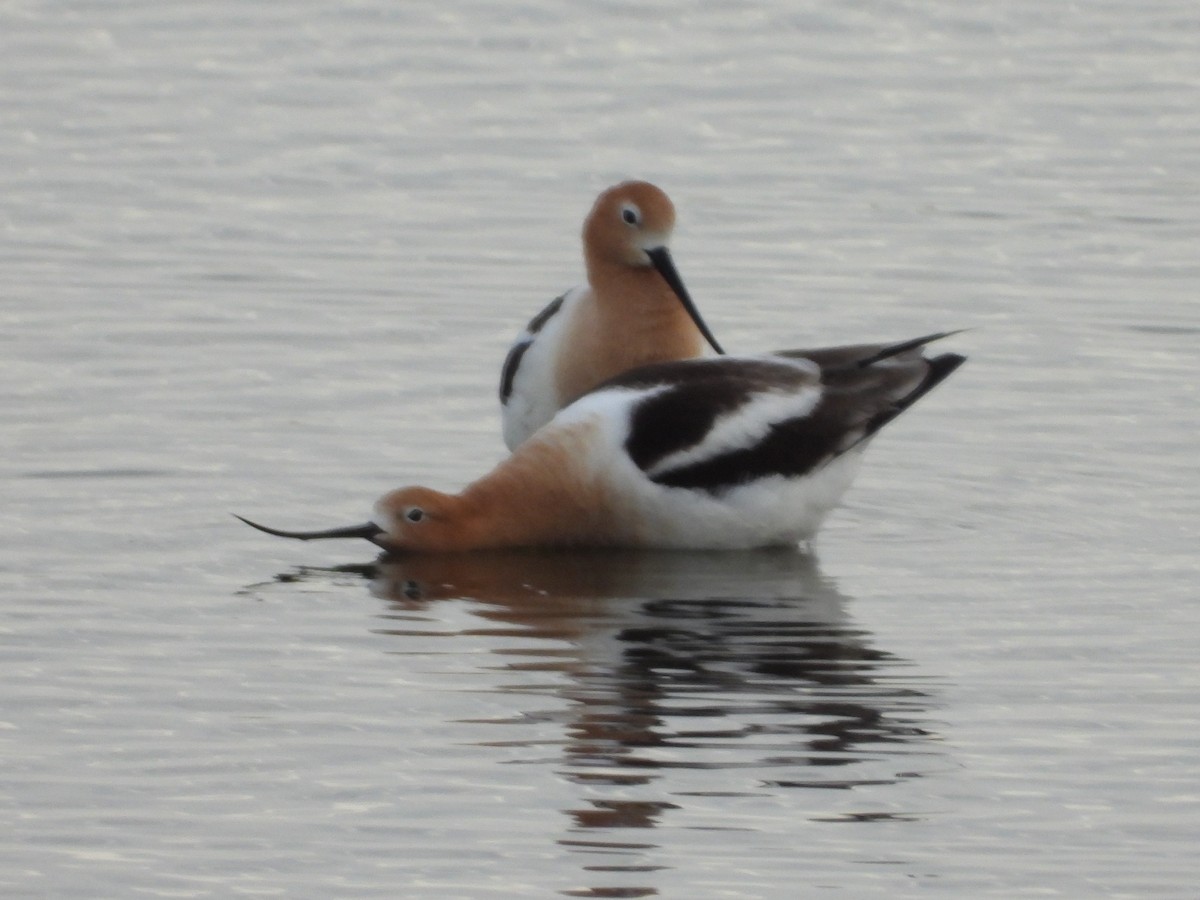 American Avocet - ML516239271