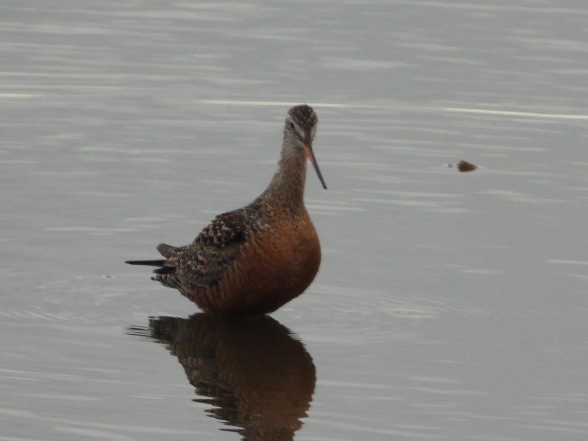 Hudsonian Godwit - ML516239431