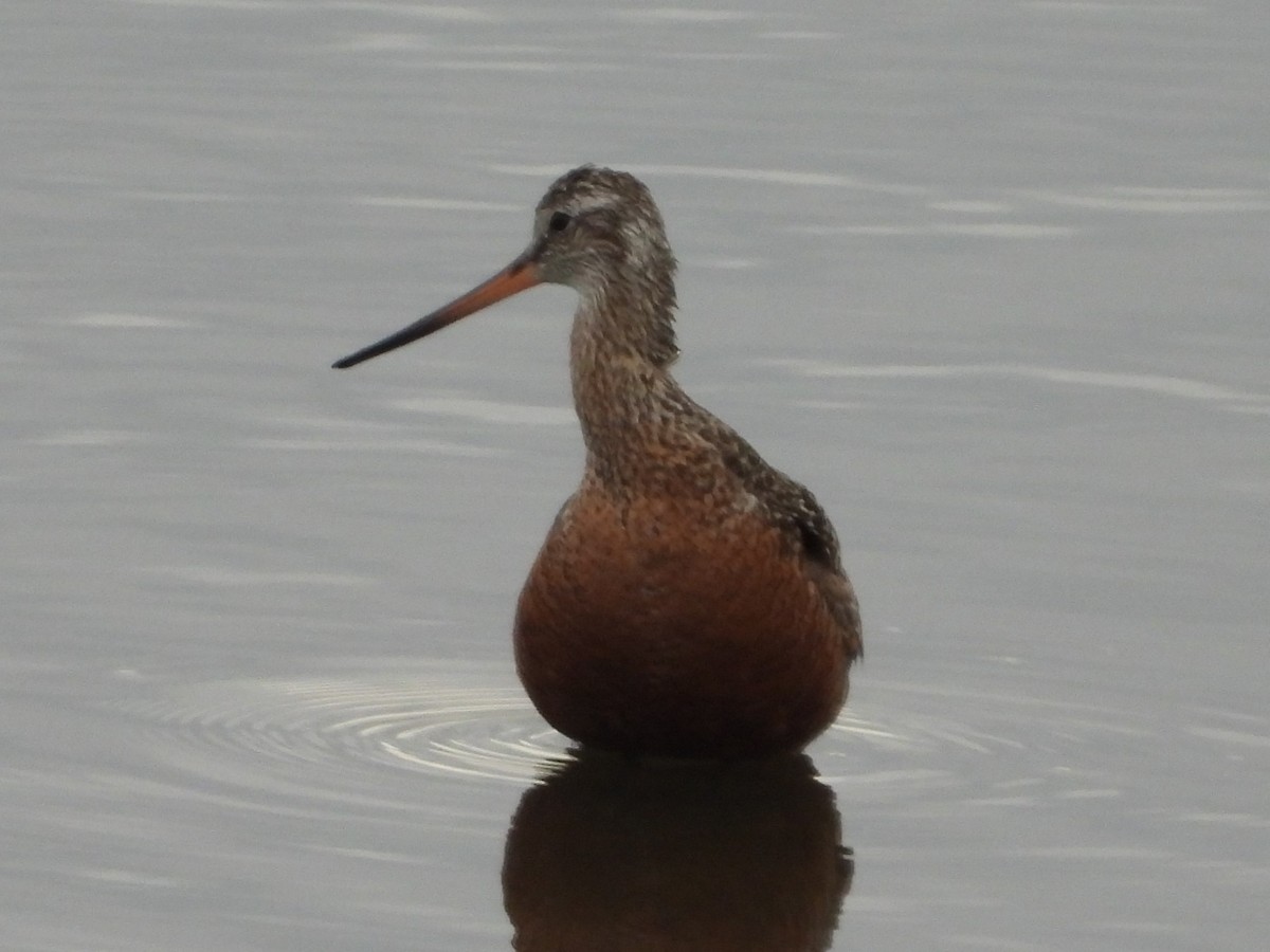 Hudsonian Godwit - ML516239441
