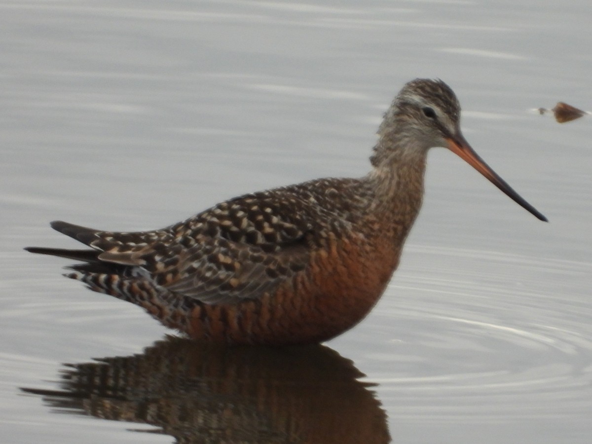 Hudsonian Godwit - ML516239451