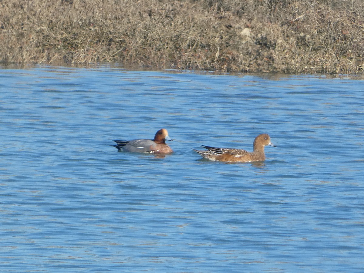 Eurasian Wigeon - ML516239521